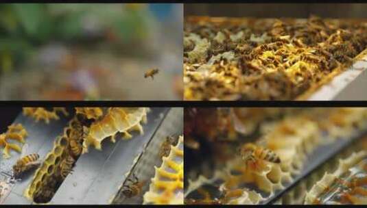 蜜蜂采蜜养蜜蜂巢蜂蜜特写高清在线视频素材下载