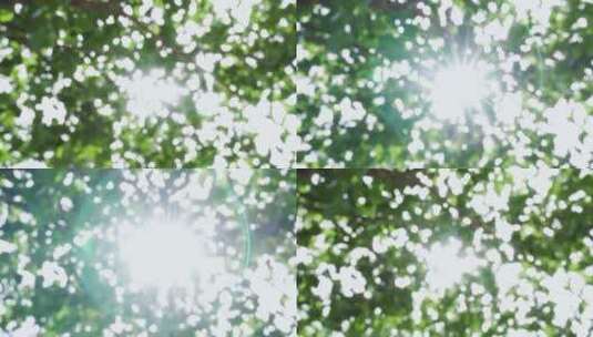 绿色阳光树叶慢镜头高清在线视频素材下载
