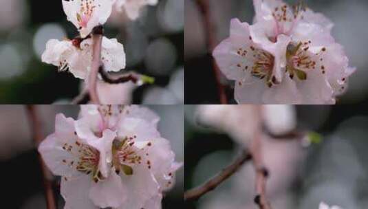 4K拍摄雨中桃花特写高清在线视频素材下载