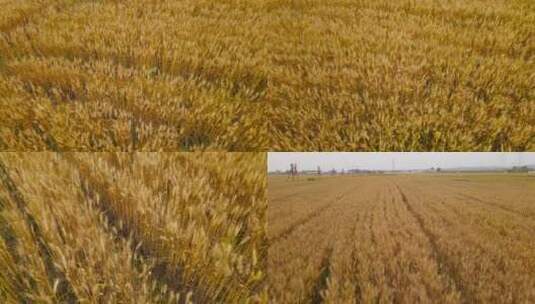 麦子丰收高清在线视频素材下载