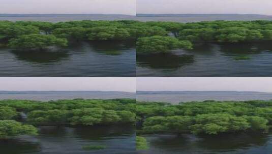 自然风光水上森林植物竖屏航拍高清在线视频素材下载