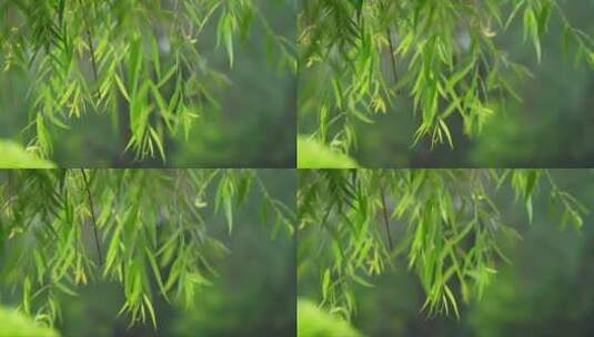 4K植物素材——柳树高清在线视频素材下载