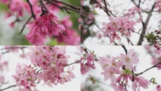 唯美樱花合集高清在线视频素材下载