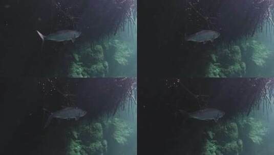 海底下的鱼儿高清在线视频素材下载