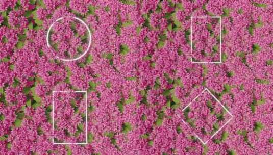 5组动态花朵 几何发光背景 4K素材高清在线视频素材下载