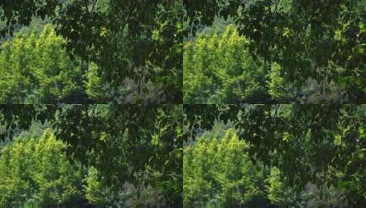 树木树枝湖水反光光影流动高清在线视频素材下载