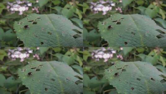 吃叶子的甲壳虫高清在线视频素材下载
