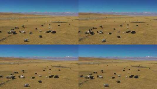 广袤的新疆巴音布鲁克草原牧场农场自然风光高清在线视频素材下载