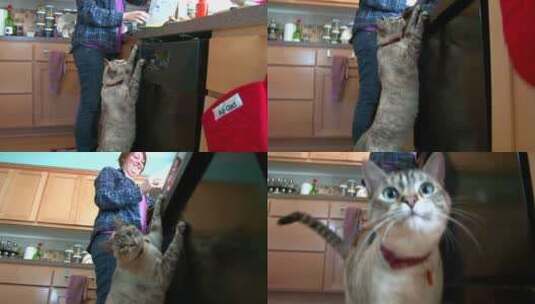 厨房里可爱的乞讨猫高清在线视频素材下载