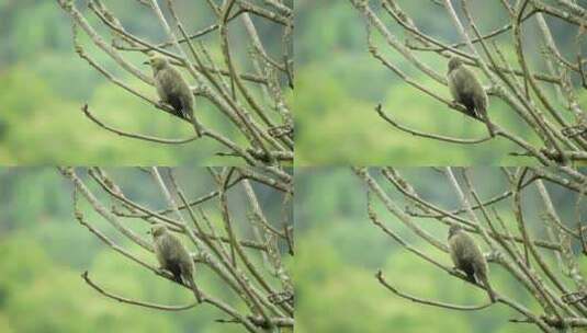 绿色的小鸟在枝头张望高清在线视频素材下载