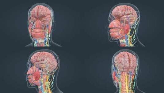 3D医学人体器官大脑神经三维动画高清在线视频素材下载