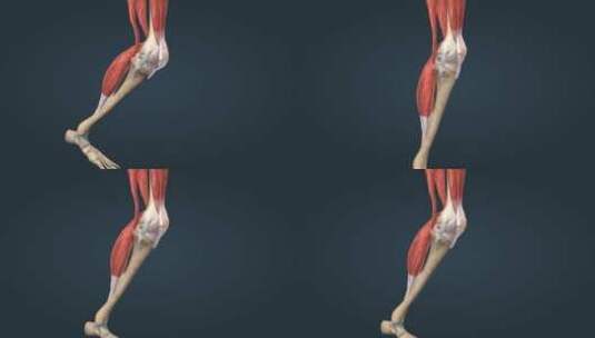 3D人体运动系统膝关节屈膝高清在线视频素材下载