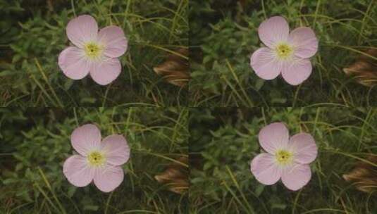 粉色花瓣高清在线视频素材下载