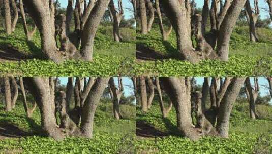 林地生长扭曲的树木高清在线视频素材下载