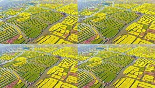 多田县油菜花景色高清在线视频素材下载