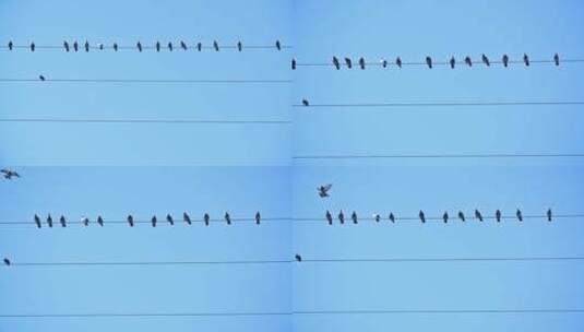 电线上的鸟像五线谱的音符高清在线视频素材下载