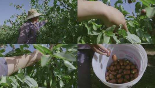 红枣树上摘大枣的人高清在线视频素材下载