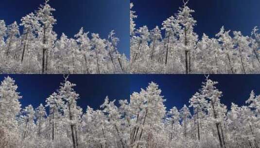 大兴安岭冬季雪林银装素裹高清在线视频素材下载