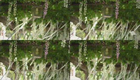盛开的紫藤花在风中摇曳高清在线视频素材下载