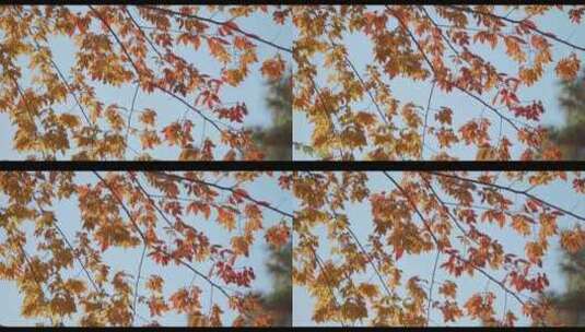 秋天落叶秋日风景高清在线视频素材下载