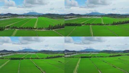 广东珠海绿油油的稻田乡村田野航拍4k高清在线视频素材下载
