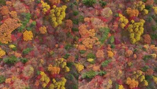 4K秋天色彩五花山光雾山秋景风光自然新疆高清在线视频素材下载