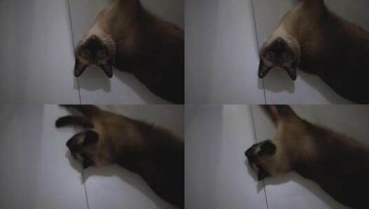 猫 暹罗猫 慵懒高清在线视频素材下载