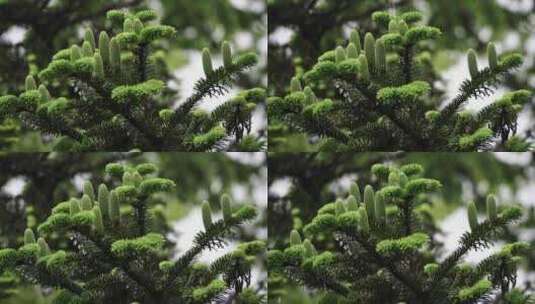 一级保护植物百山祖冷杉松树大自然高清在线视频素材下载