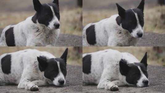 中华田园犬高清在线视频素材下载