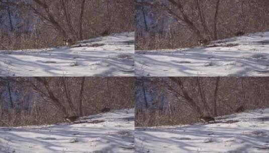 冬季在积雪里面觅食的鸟类高清在线视频素材下载