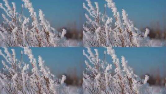 冬天雪地雾凇唯美空镜高清在线视频素材下载