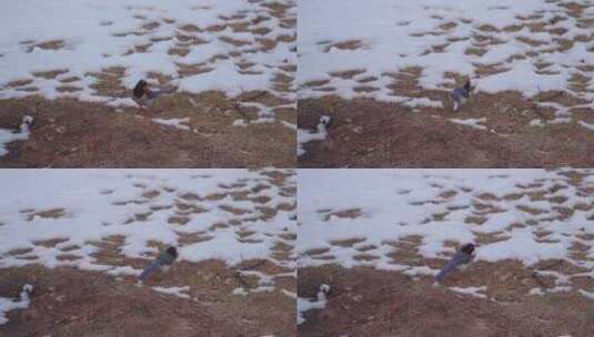 冬季雪地里的红嘴蓝鹊高清在线视频素材下载