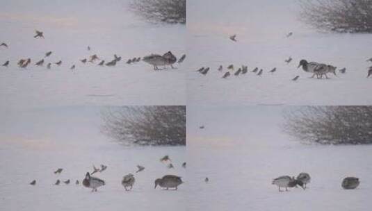 冬季雪地上野生绿头鸭和麻雀在嬉戏飞翔觅食高清在线视频素材下载