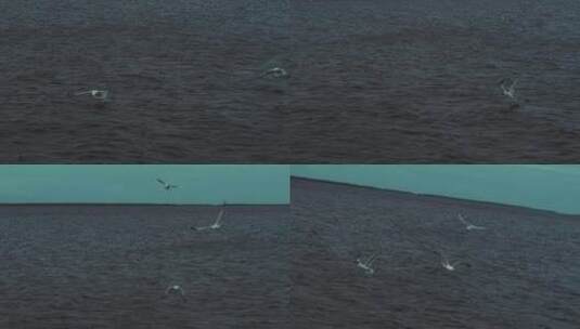 海上海鸥飞翔高清在线视频素材下载