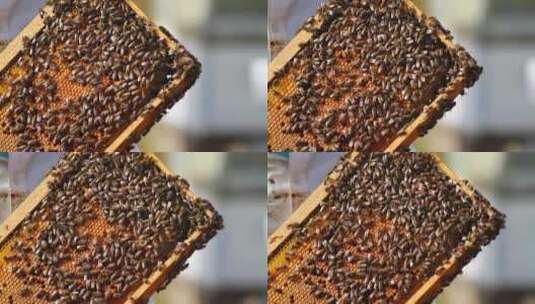 蜂箱 蜜蜂 养蜂人 蜂巢 蜂蜜 蜂场高清在线视频素材下载
