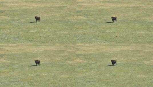 草原上的牦牛高清在线视频素材下载