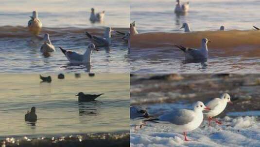 海鸥海浪高清在线视频素材下载