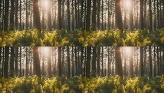 阳光穿过树林阳光透过树干树林阳光森林阳光高清在线视频素材下载