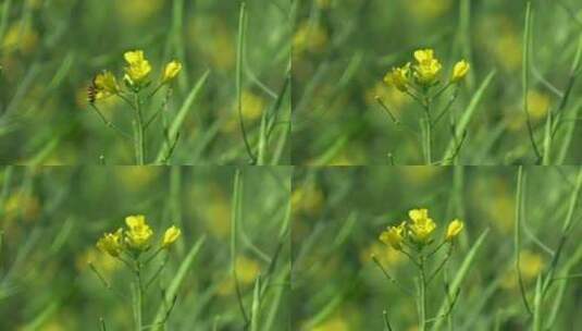 油菜花 蜜蜂 蜂蜜菜花 花开 春天高清在线视频素材下载