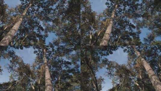 晴朗天空下的参天大树高清在线视频素材下载
