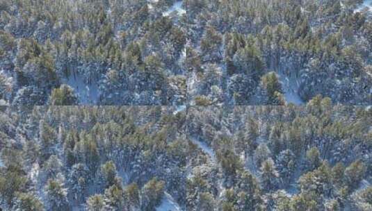 下雪时的林海雪原樟子松松林高清在线视频素材下载