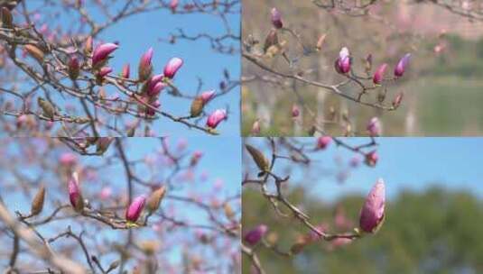 春天紫玉兰玉兰花高清在线视频素材下载