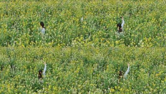 中国广东省广州市南沙区东涌油菜花高清在线视频素材下载