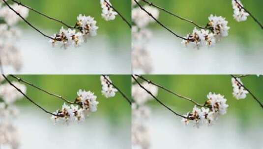 4k池塘边的樱花花簇特写升格高清在线视频素材下载