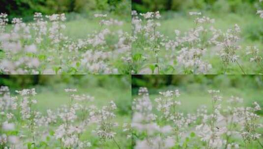 春天草地上的小白花高清在线视频素材下载