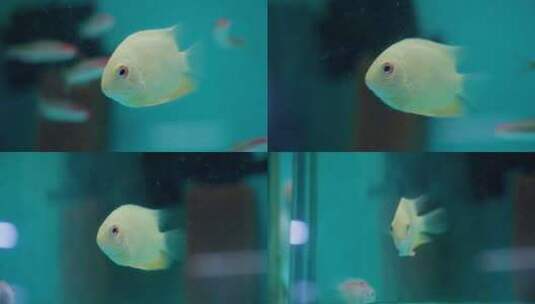 金带慈鲷黄鱼。和其他物种一起在水族馆游泳高清在线视频素材下载