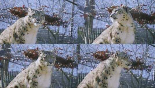 动物园里的雪豹站在栖木上环顾四周高清在线视频素材下载