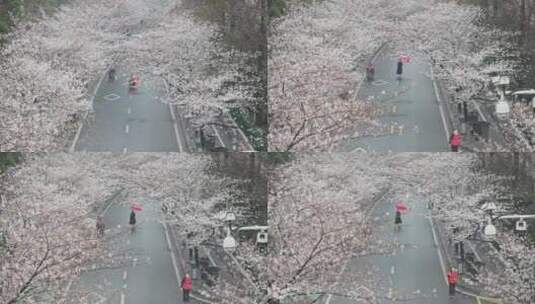 南京暴雨后樱花绽放高清在线视频素材下载