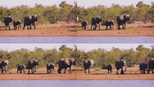 南非克鲁格国家公园的非洲象高清在线视频素材下载