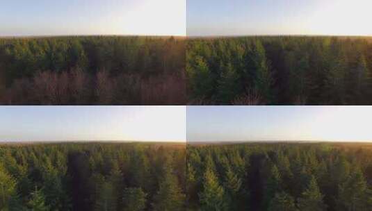 航拍一望无际的森林-4k高清在线视频素材下载